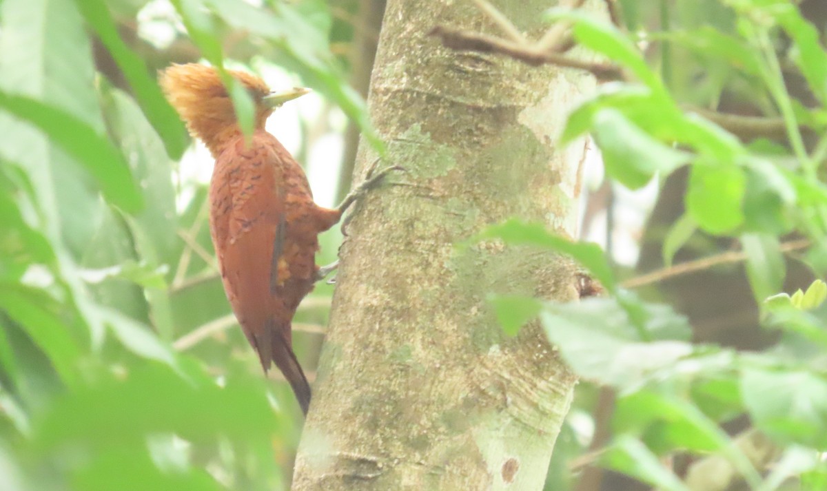 Chestnut-colored Woodpecker - Oliver  Komar