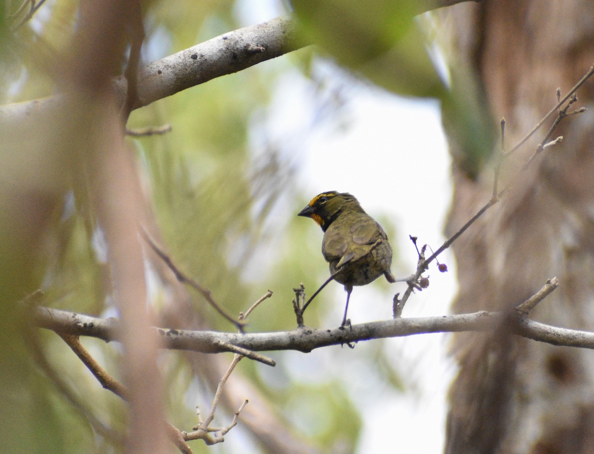 Yellow-faced Grassquit - Axel  Vásquez Méndez