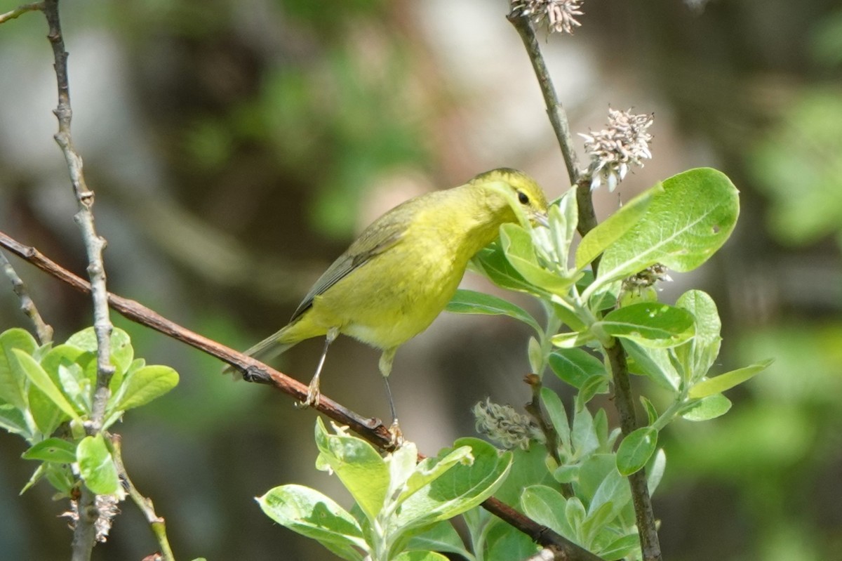 Orange-crowned Warbler - BettySue Dunn