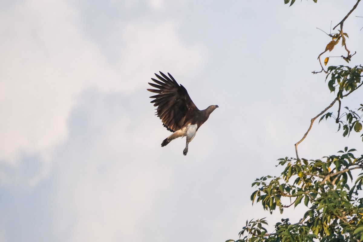 Gray-headed Fish-Eagle - Oscar Vazquez