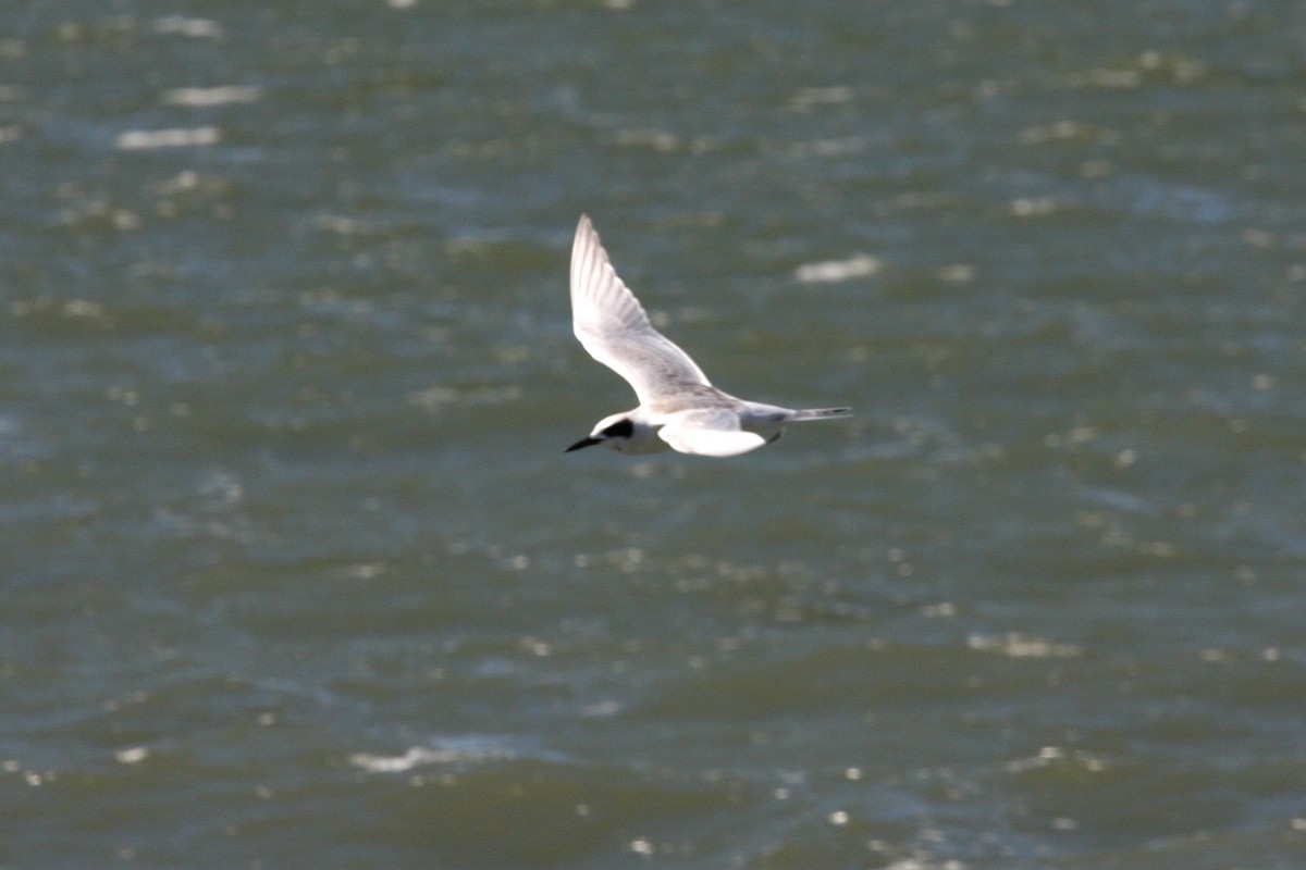 Forster's Tern - ML619014653