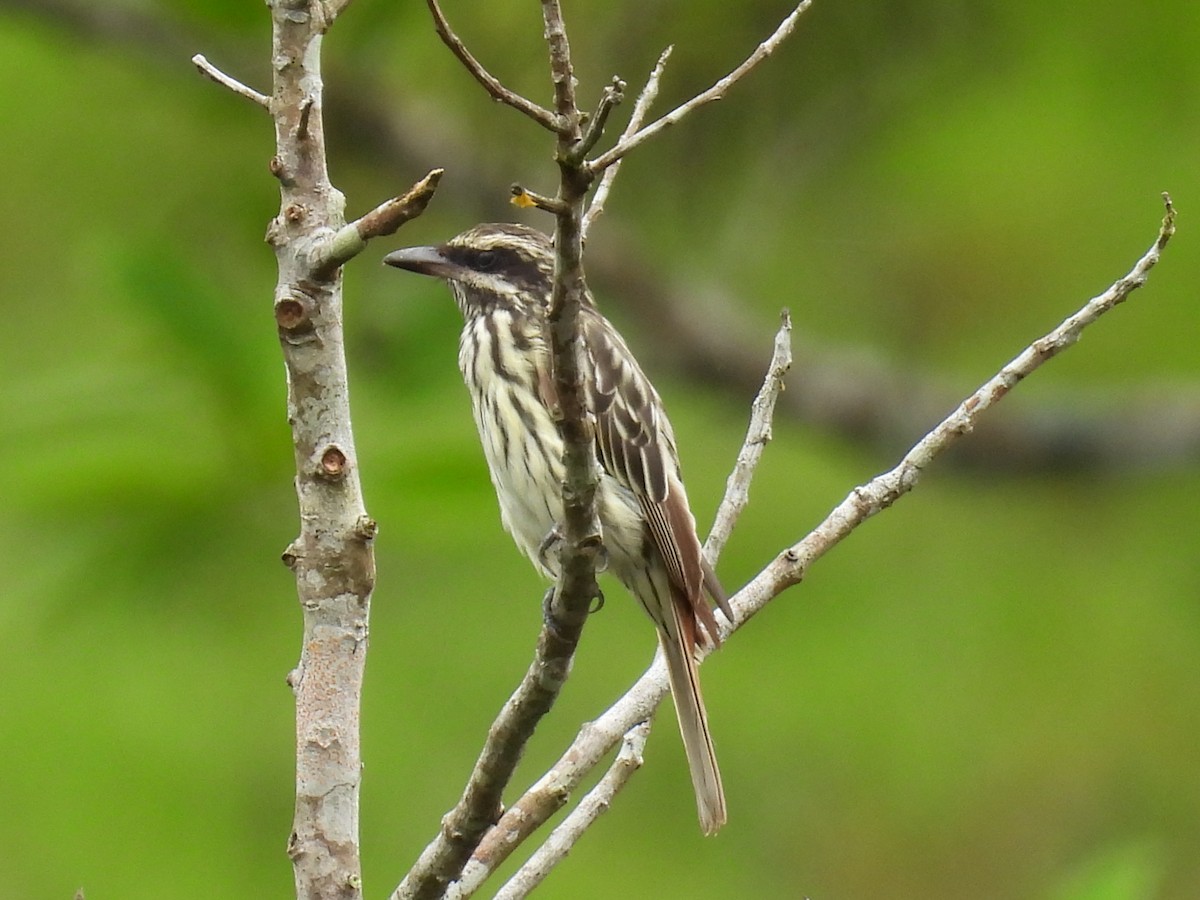 Streaked Flycatcher - Tanya Rubi Villalba