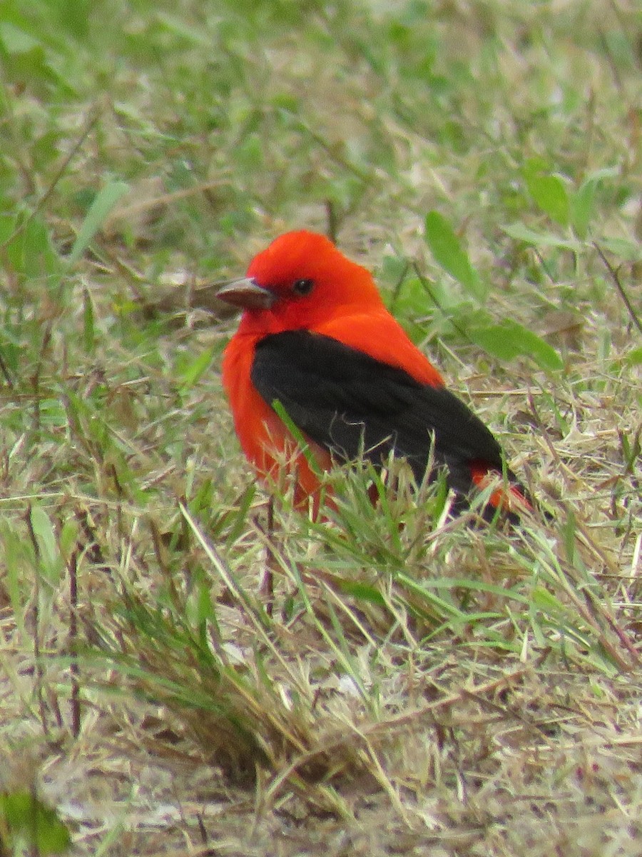 Scarlet Tanager - ML619014683