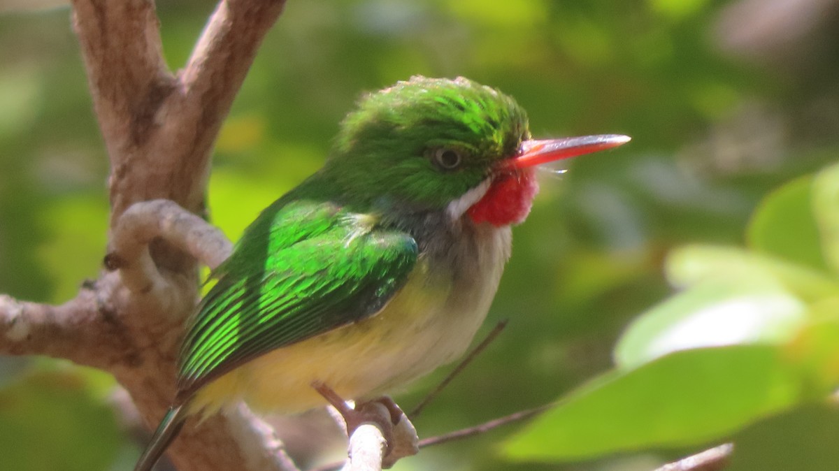 Puerto Rican Tody - Gregory Allen