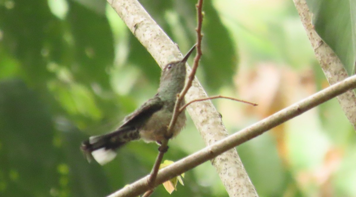 kolibřík skvrnitoprsý - ML619014687