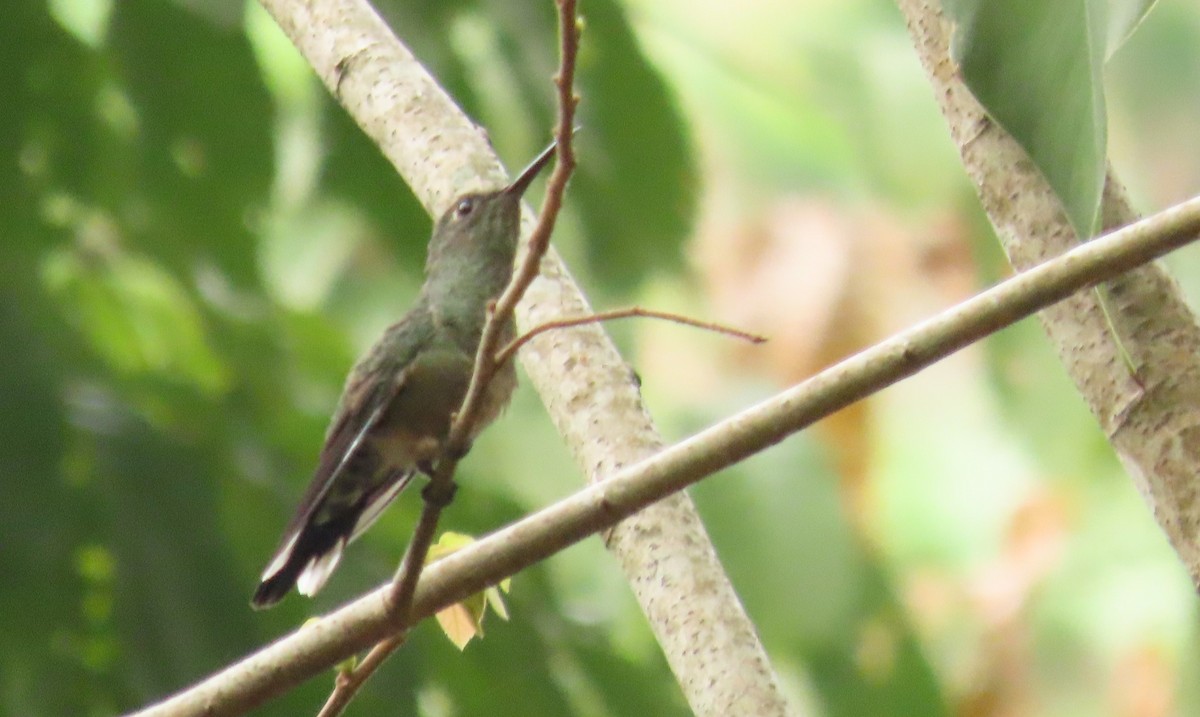 kolibřík skvrnitoprsý - ML619014688