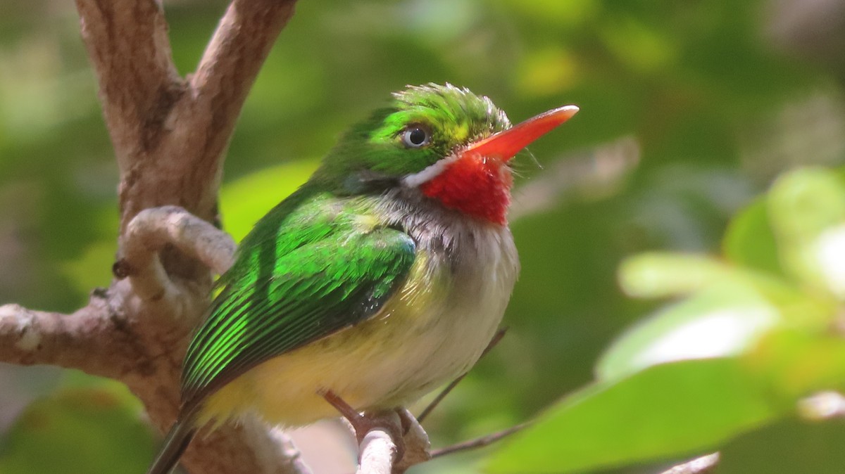 Puerto Rican Tody - Gregory Allen