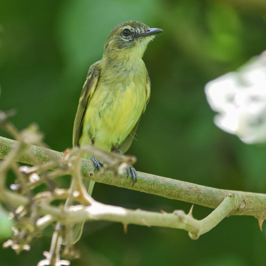 Forest Elaenia - ML619014694