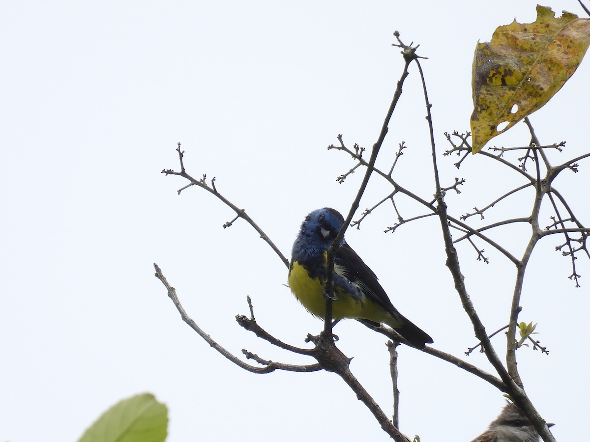 Turquoise Tanager - Tanya Rubi Villalba