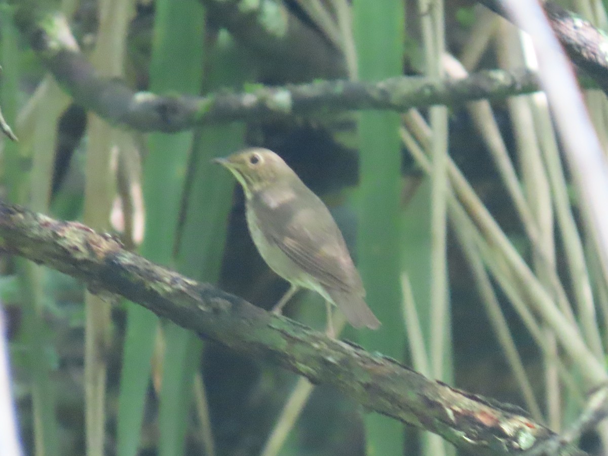 Swainson's Thrush - ML619014718