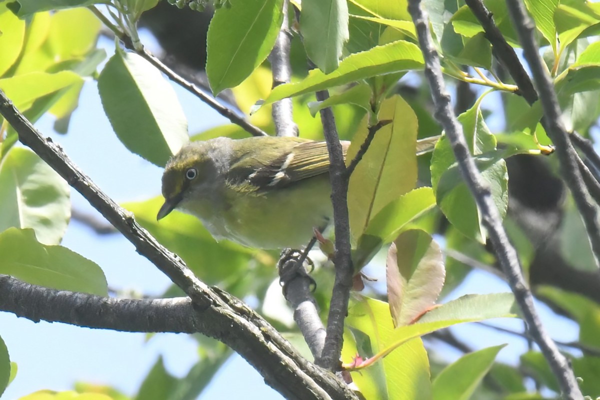 White-eyed Vireo - ML619014720