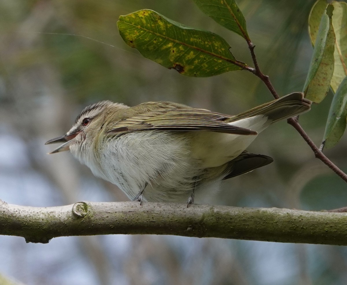 Vireo Ojirrojo - ML619014723