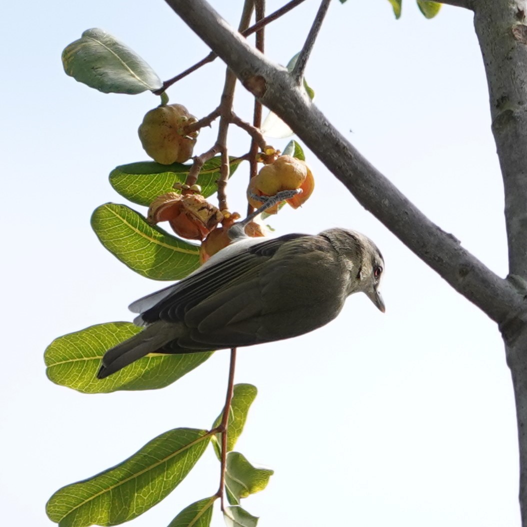 Red-eyed Vireo - Sylvia Afable