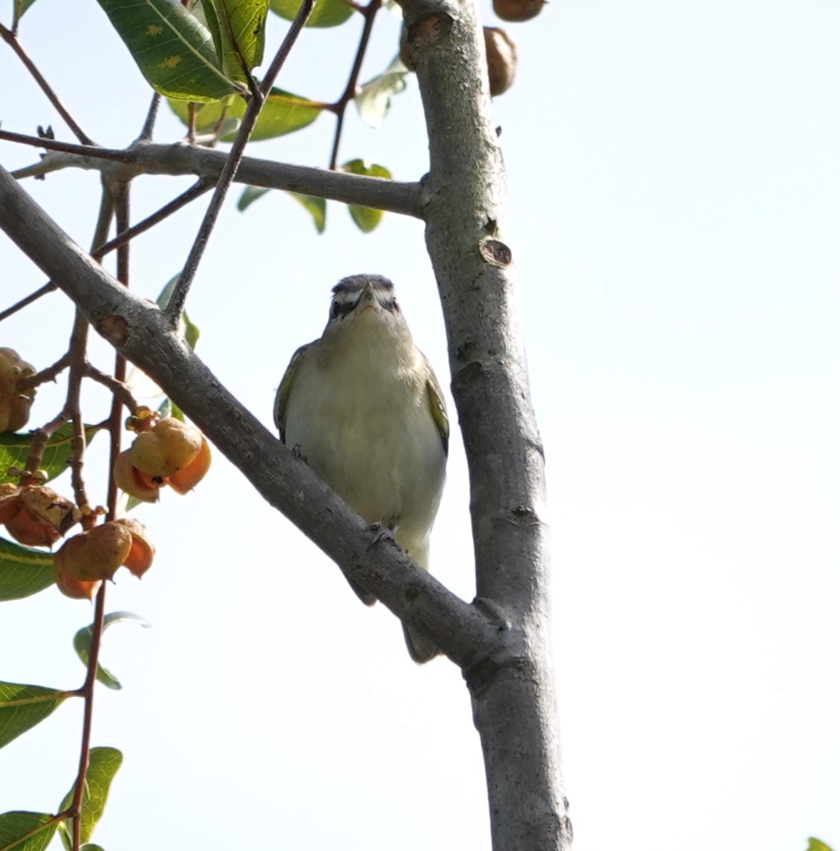 Vireo Ojirrojo - ML619014726