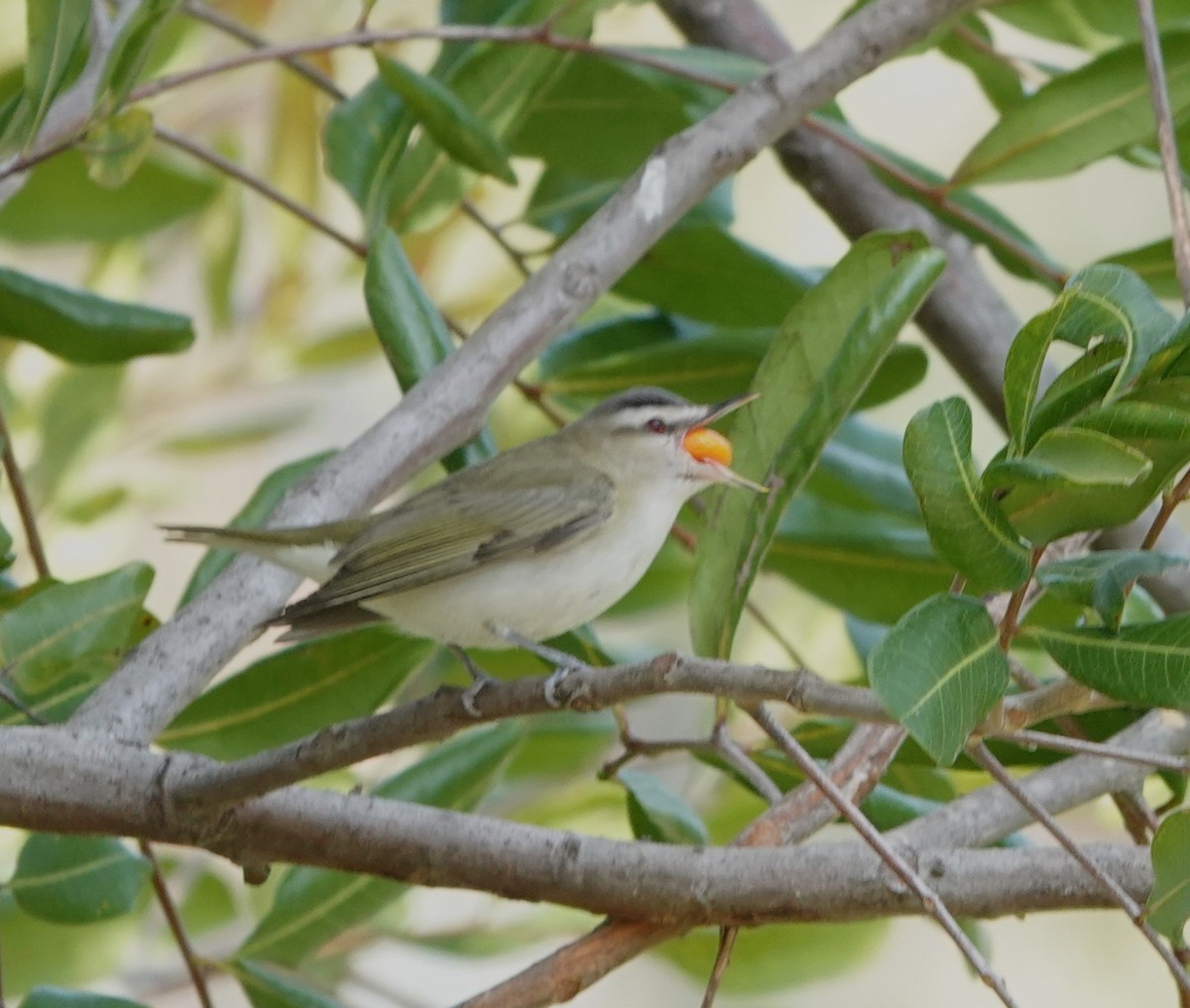 Red-eyed Vireo - Sylvia Afable