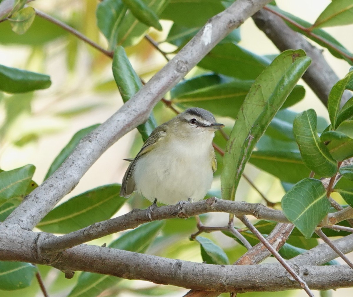 Red-eyed Vireo - Sylvia Afable