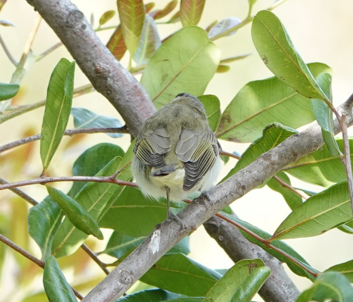 rødøyevireo - ML619014734