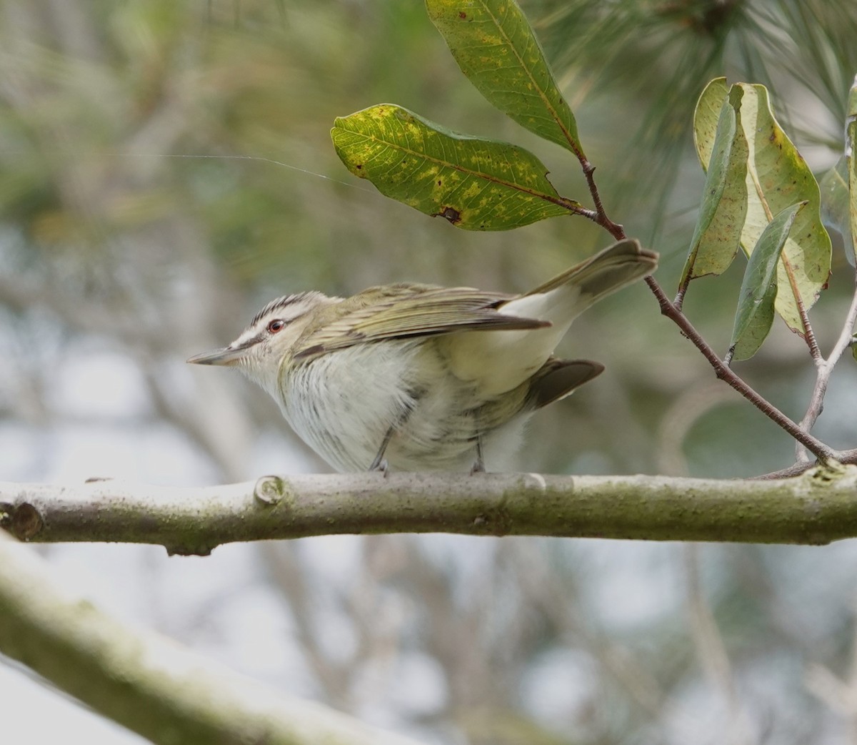 Kızıl Gözlü Vireo - ML619014737