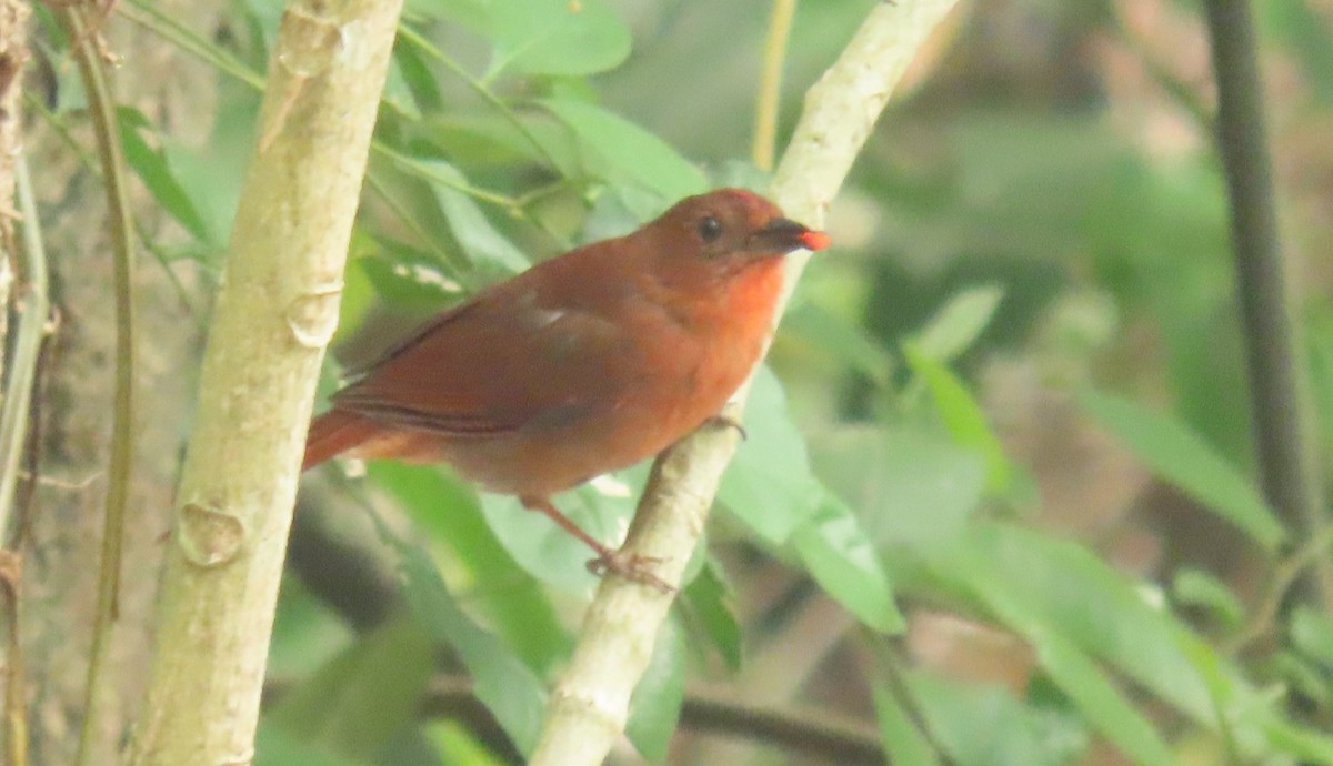 Red-crowned Ant-Tanager - Oliver  Komar