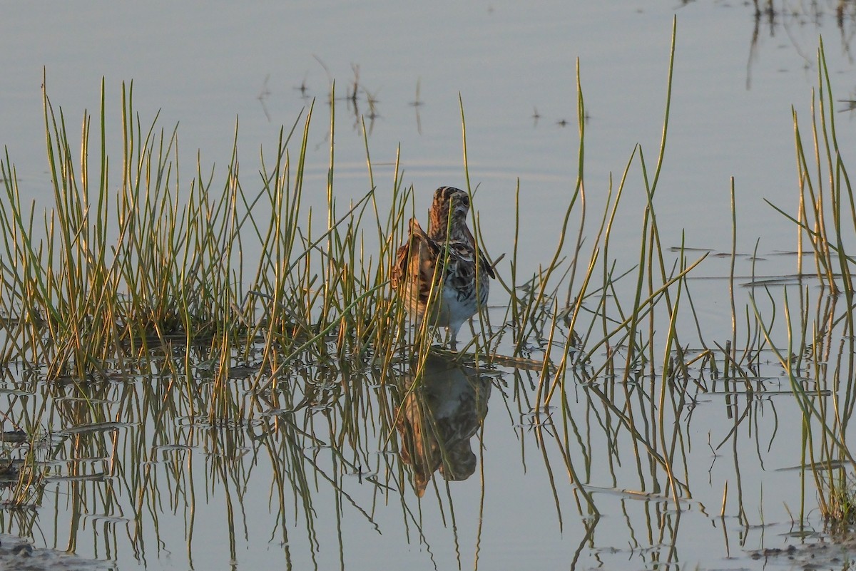 Common Snipe - ML619014751