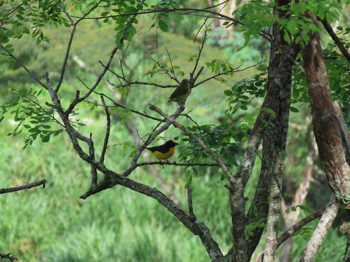 Thick-billed Euphonia - ML619014766