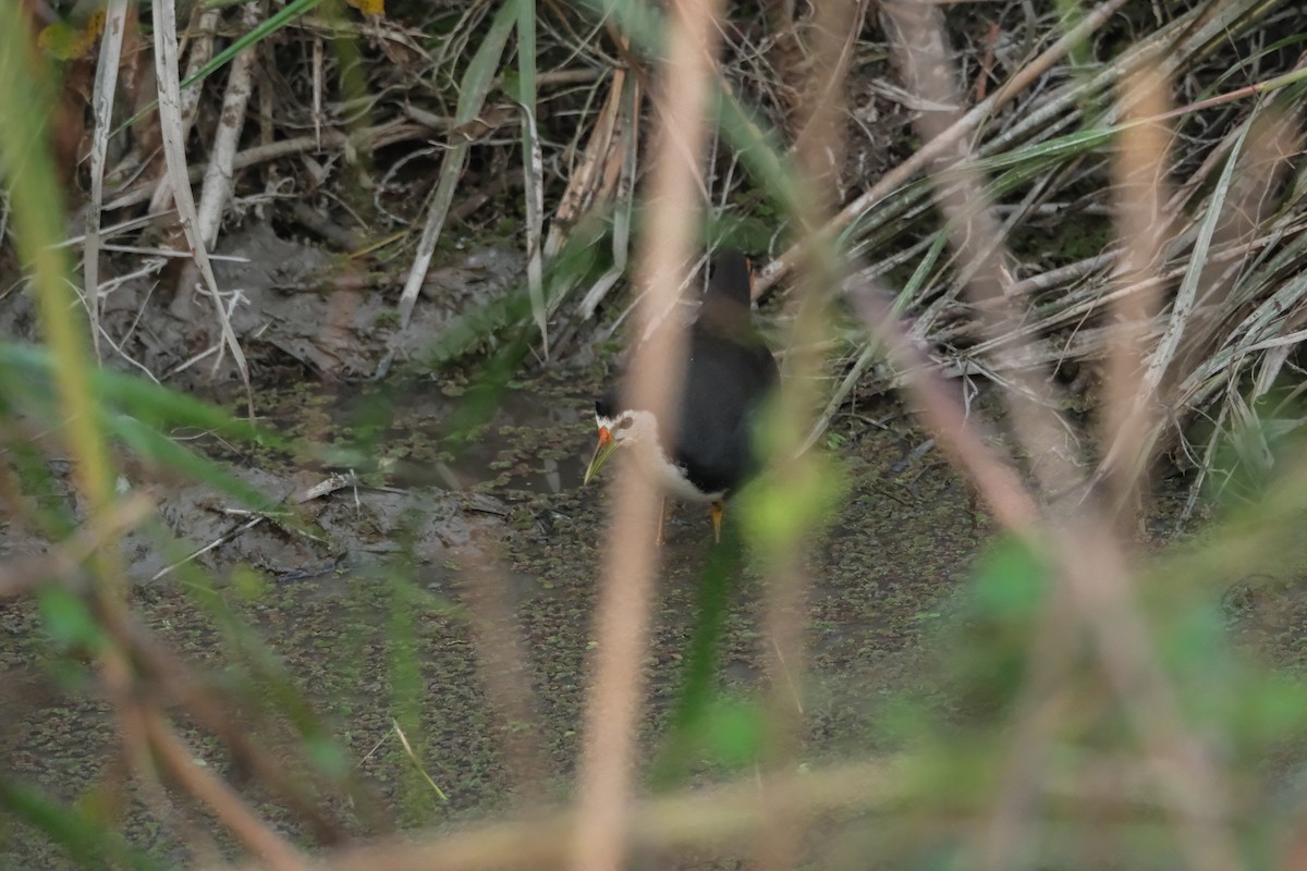 White-breasted Waterhen - ML619014772