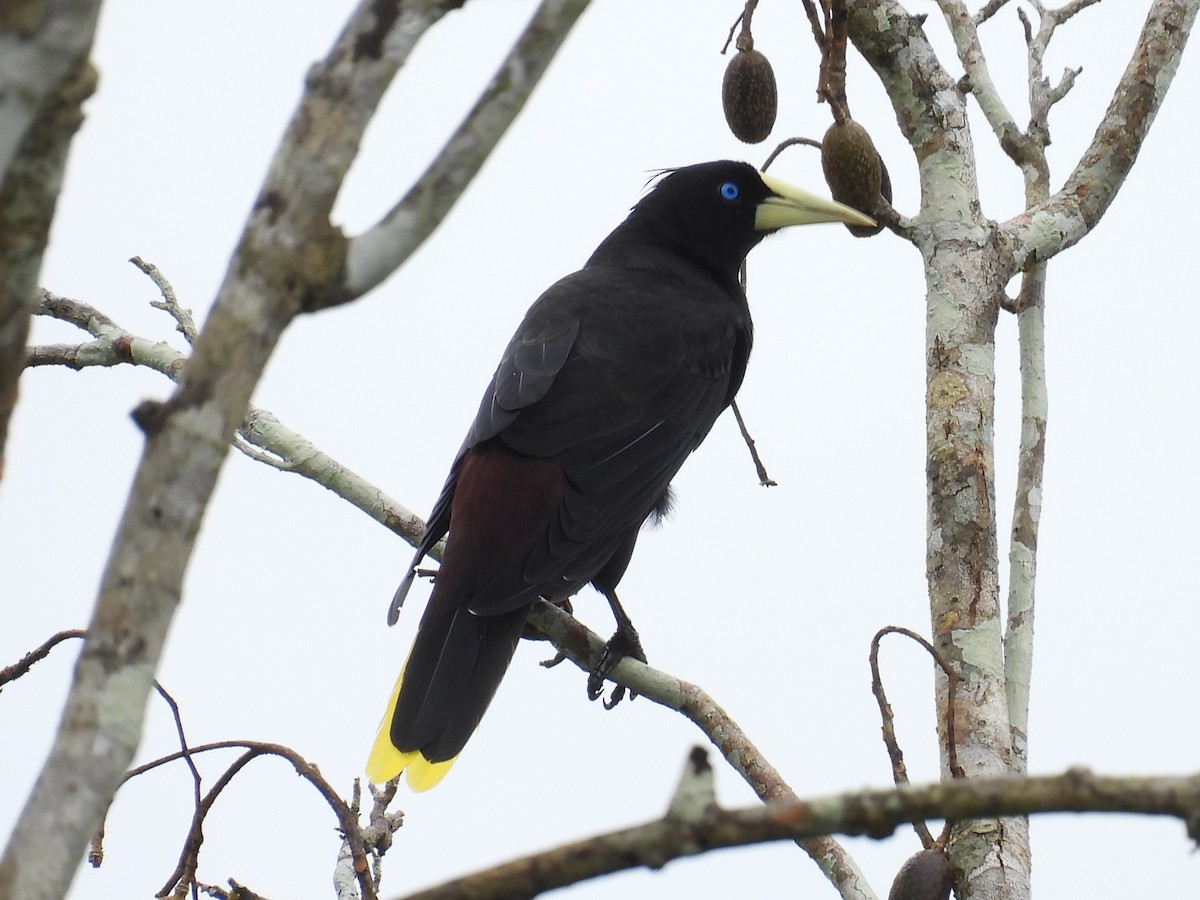 Crested Oropendola - Tanya Rubi Villalba