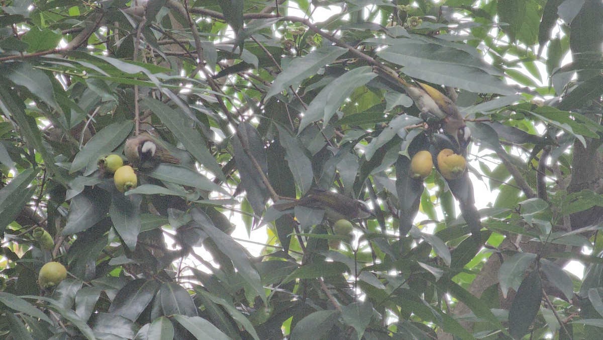 Light-vented Bulbul - SHIUAN-CHI HUANG