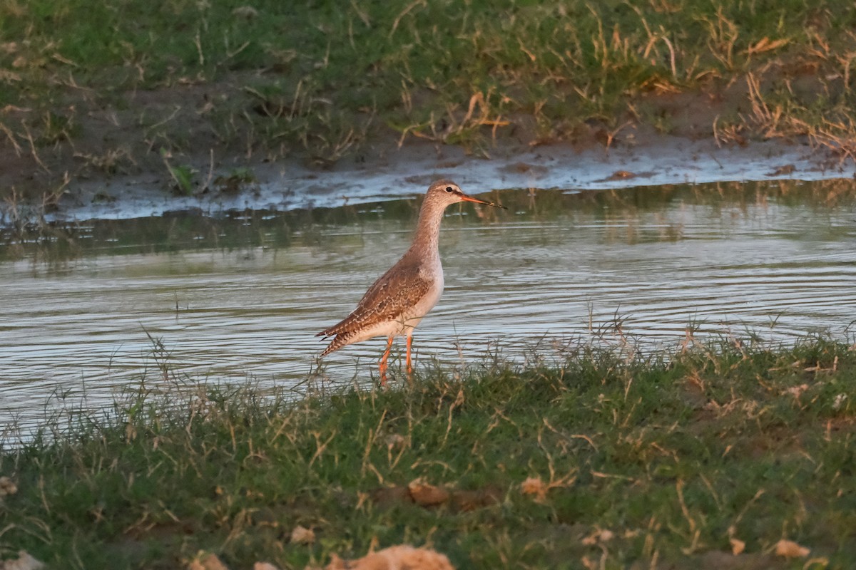 Common Redshank - ML619014793