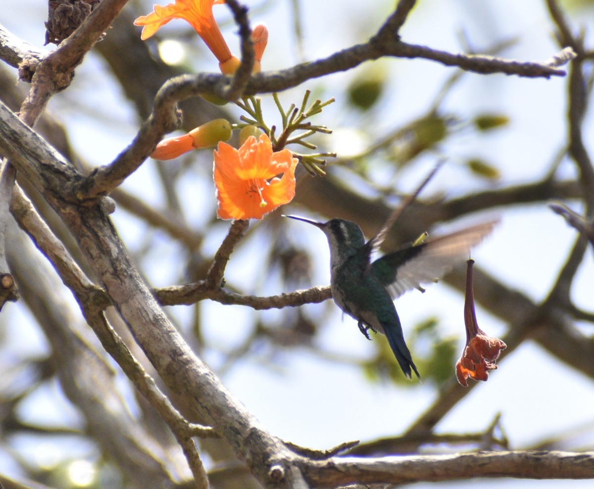 kolibřík cozumelský - ML619014795