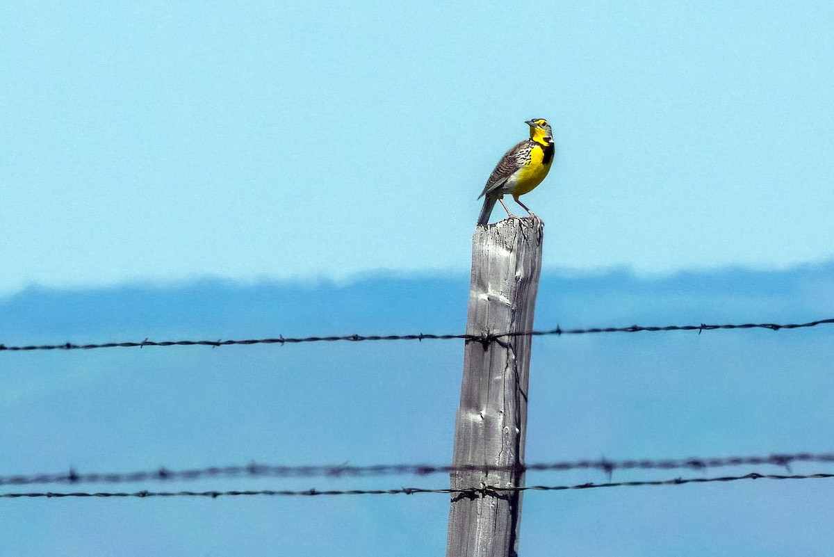 Western Meadowlark - ML619014799