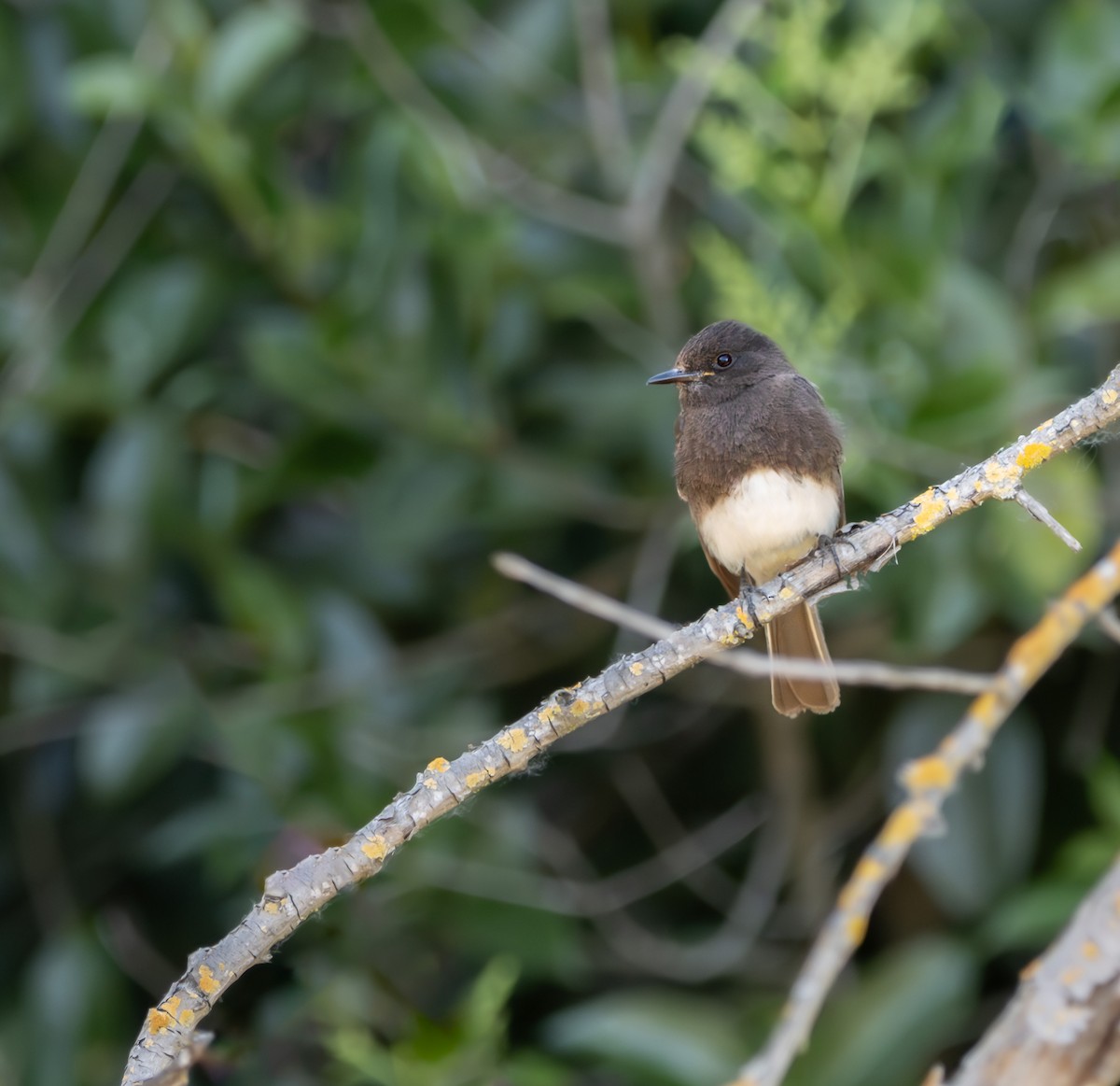 Black Phoebe - ML619014802