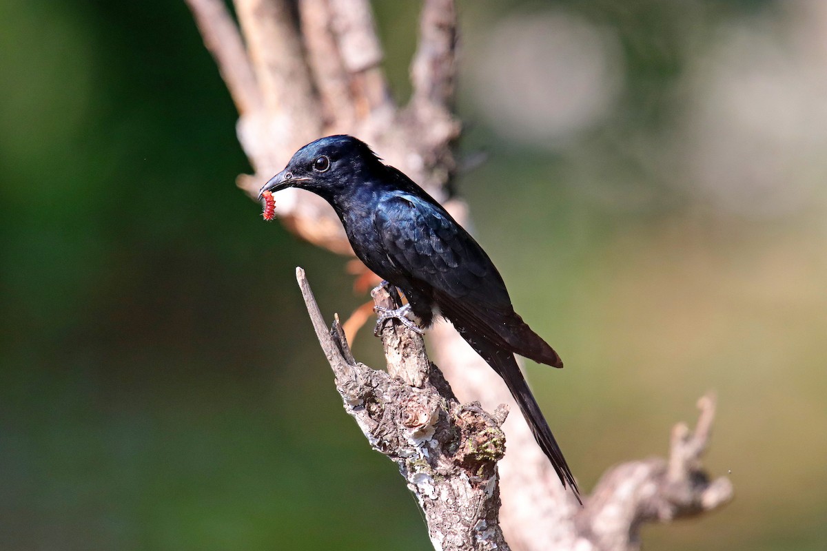 Square-tailed Drongo-Cuckoo - Vivek Sarkar