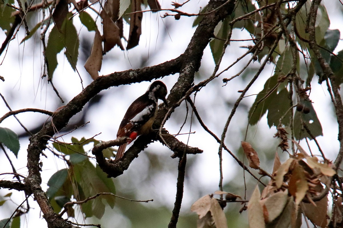 Himalayan Woodpecker - Vivek Sarkar