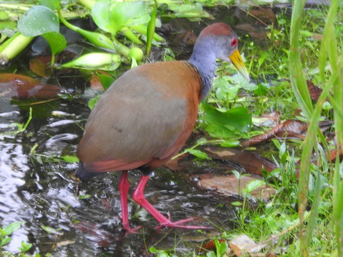 Russet-naped Wood-Rail - Daniel Garrigues