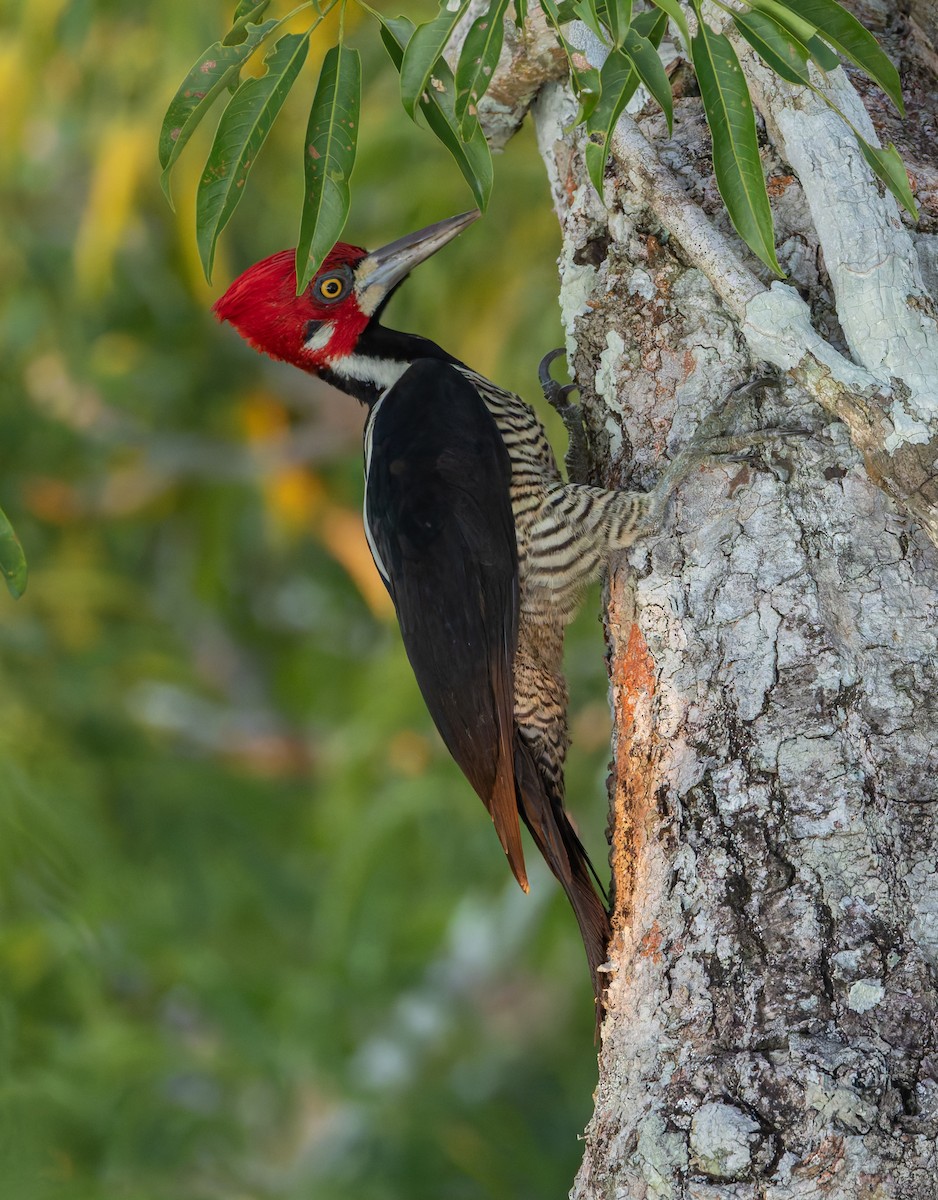 Crimson-crested Woodpecker - Joe Aliperti