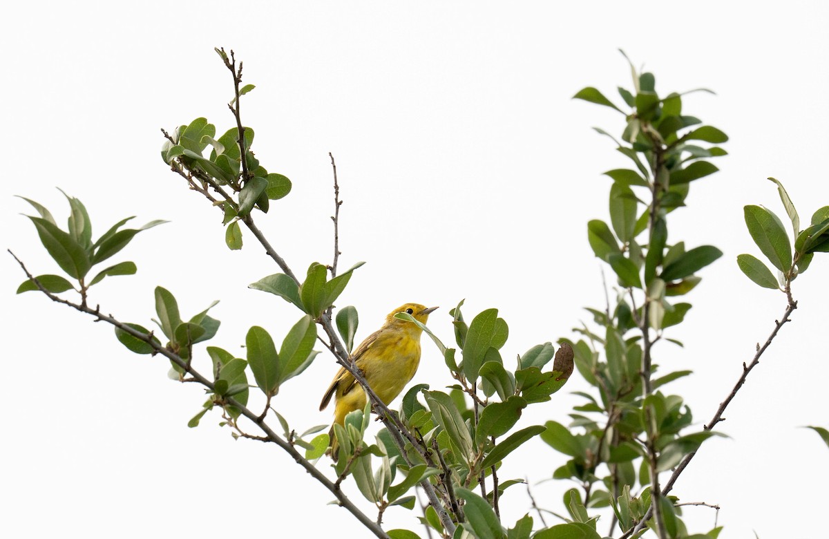 Yellow Warbler - John Espitia