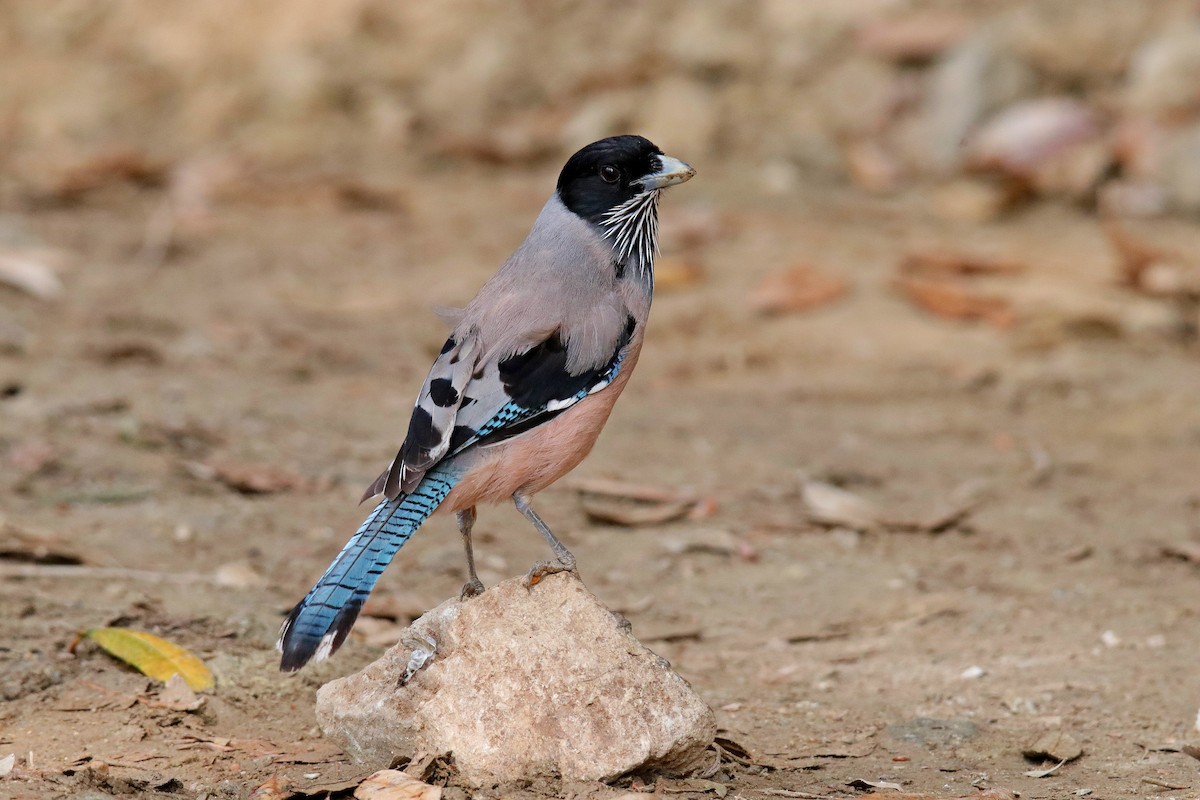 Black-headed Jay - Vivek Sarkar