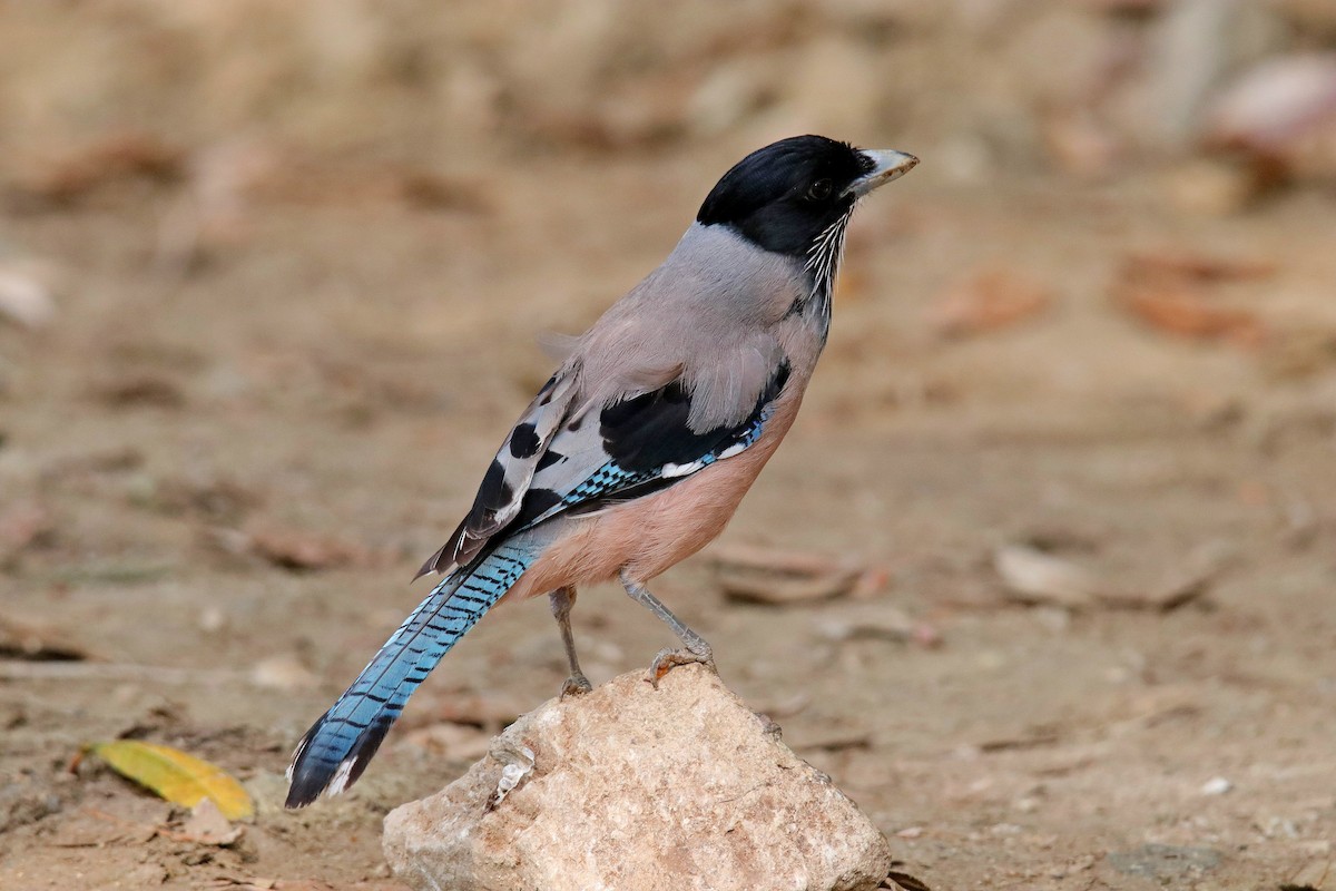 Black-headed Jay - Vivek Sarkar