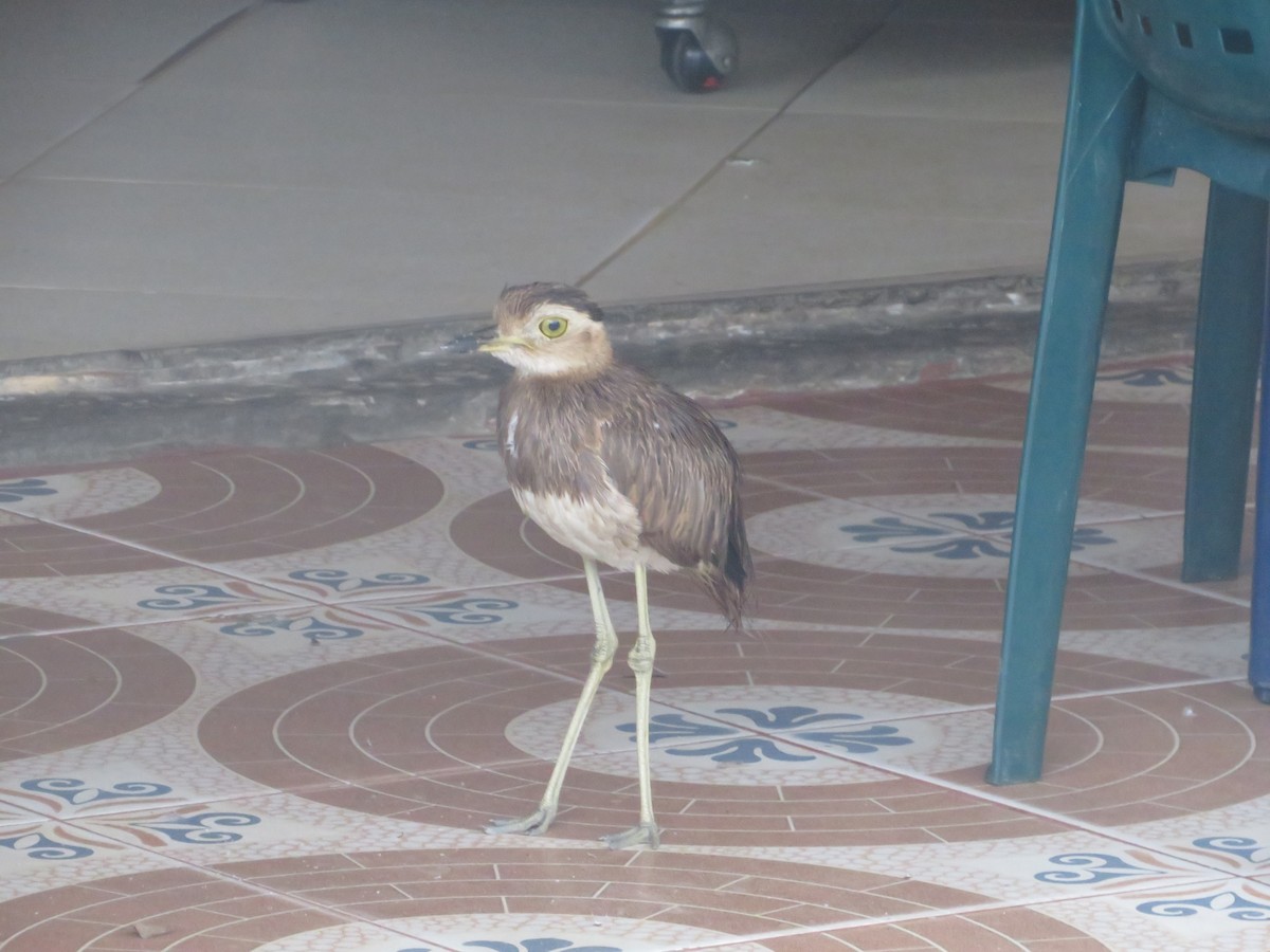 Double-striped Thick-knee - ML619014914