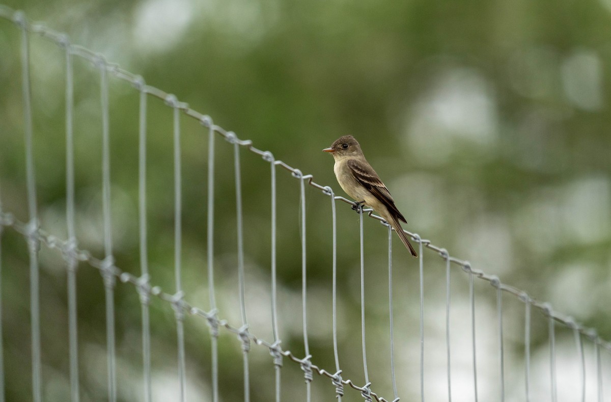 Eastern Wood-Pewee - ML619014915