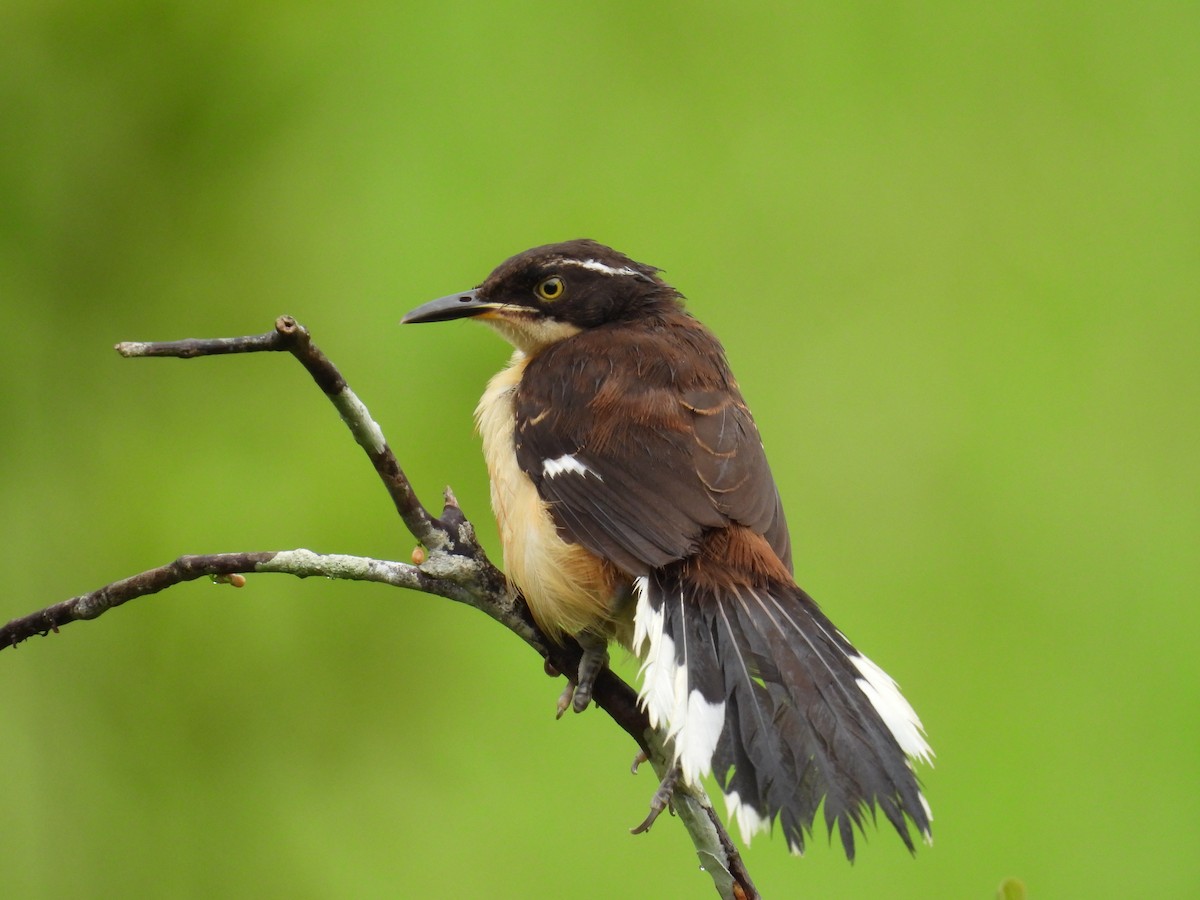 Black-capped Donacobius - Tanya Rubi Villalba