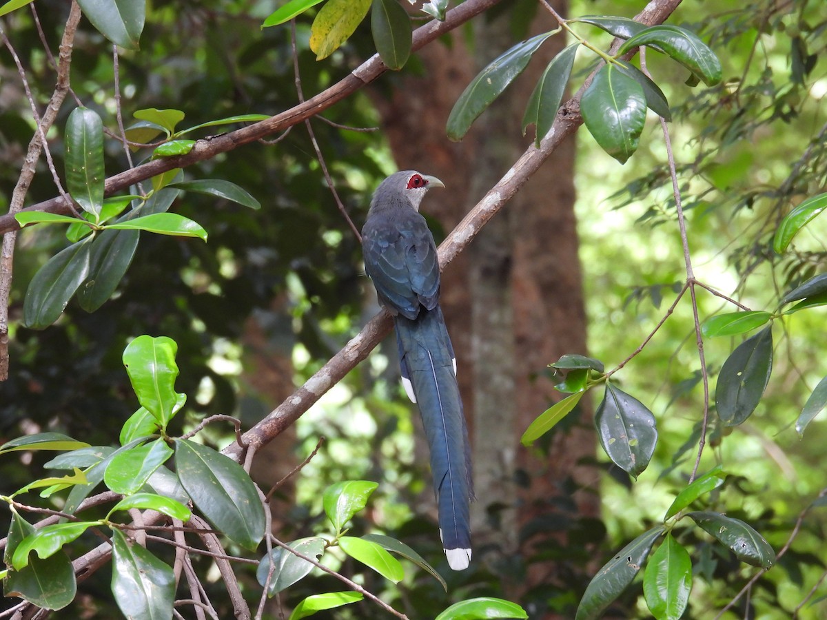 Green-billed Malkoha - ML619014927