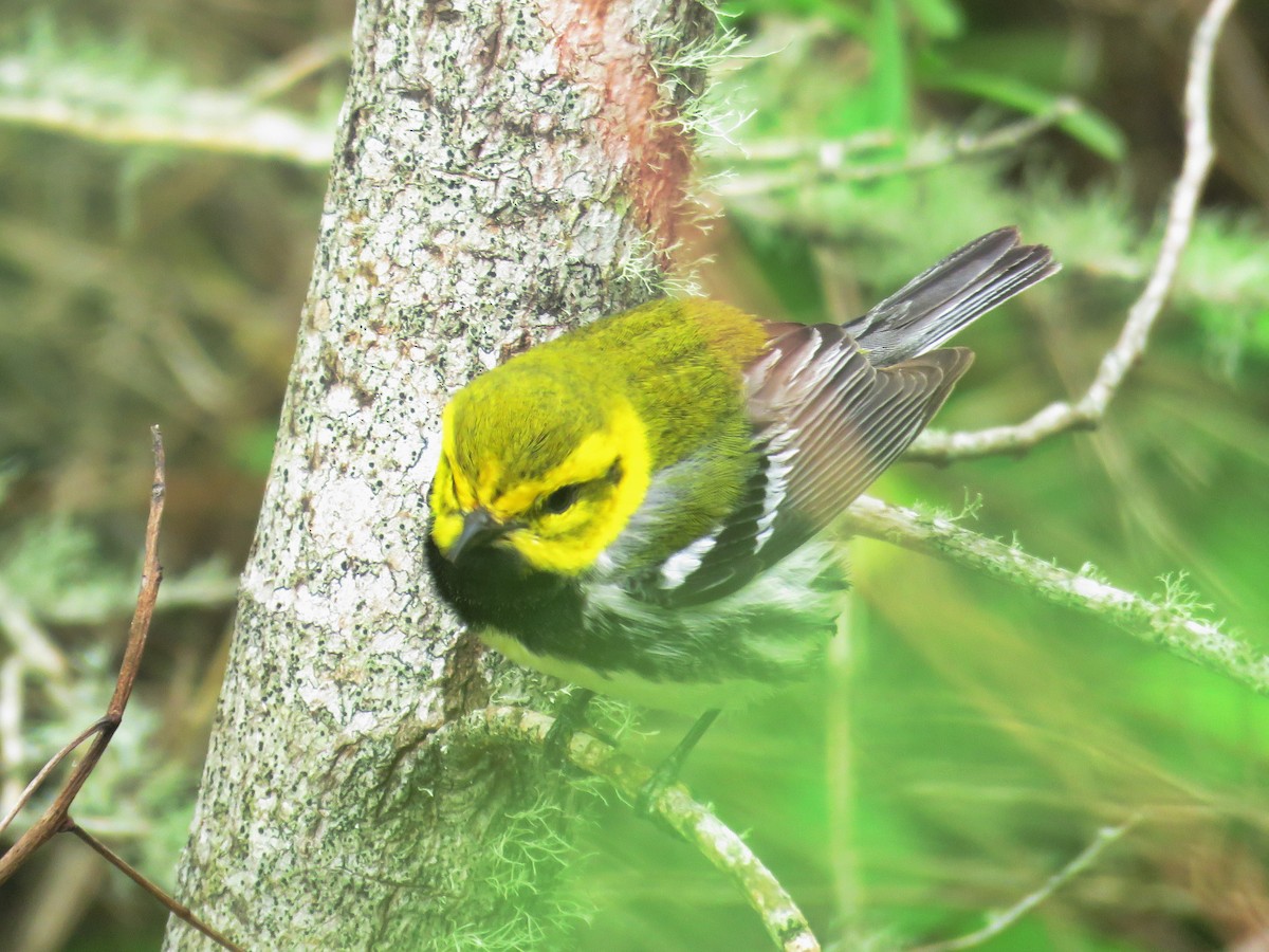 Black-throated Green Warbler - ML619014934