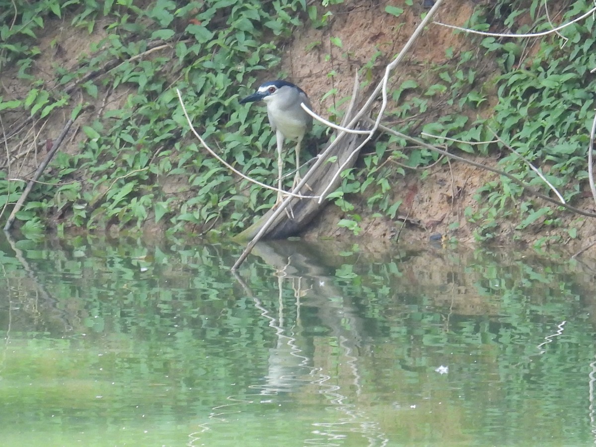 Black-crowned Night Heron - ML619014937