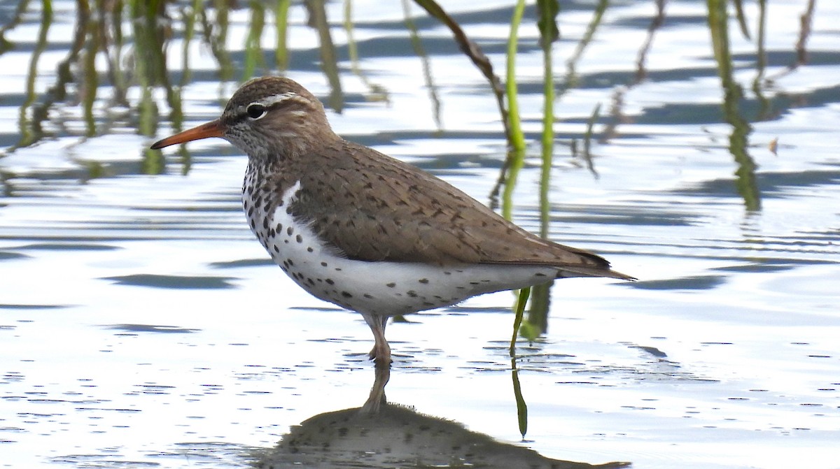 Spotted Sandpiper - ML619014938