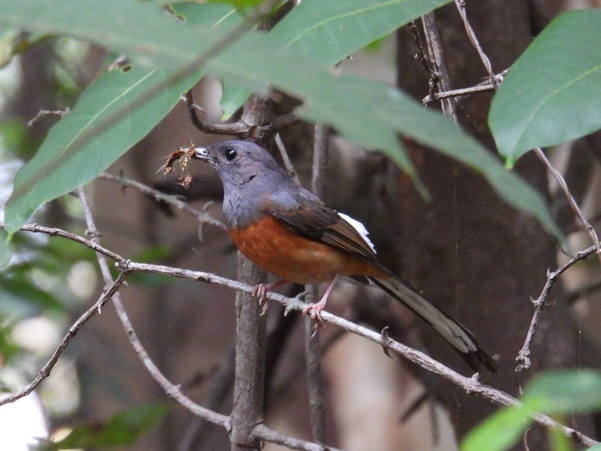 White-rumped Shama - ML619014943