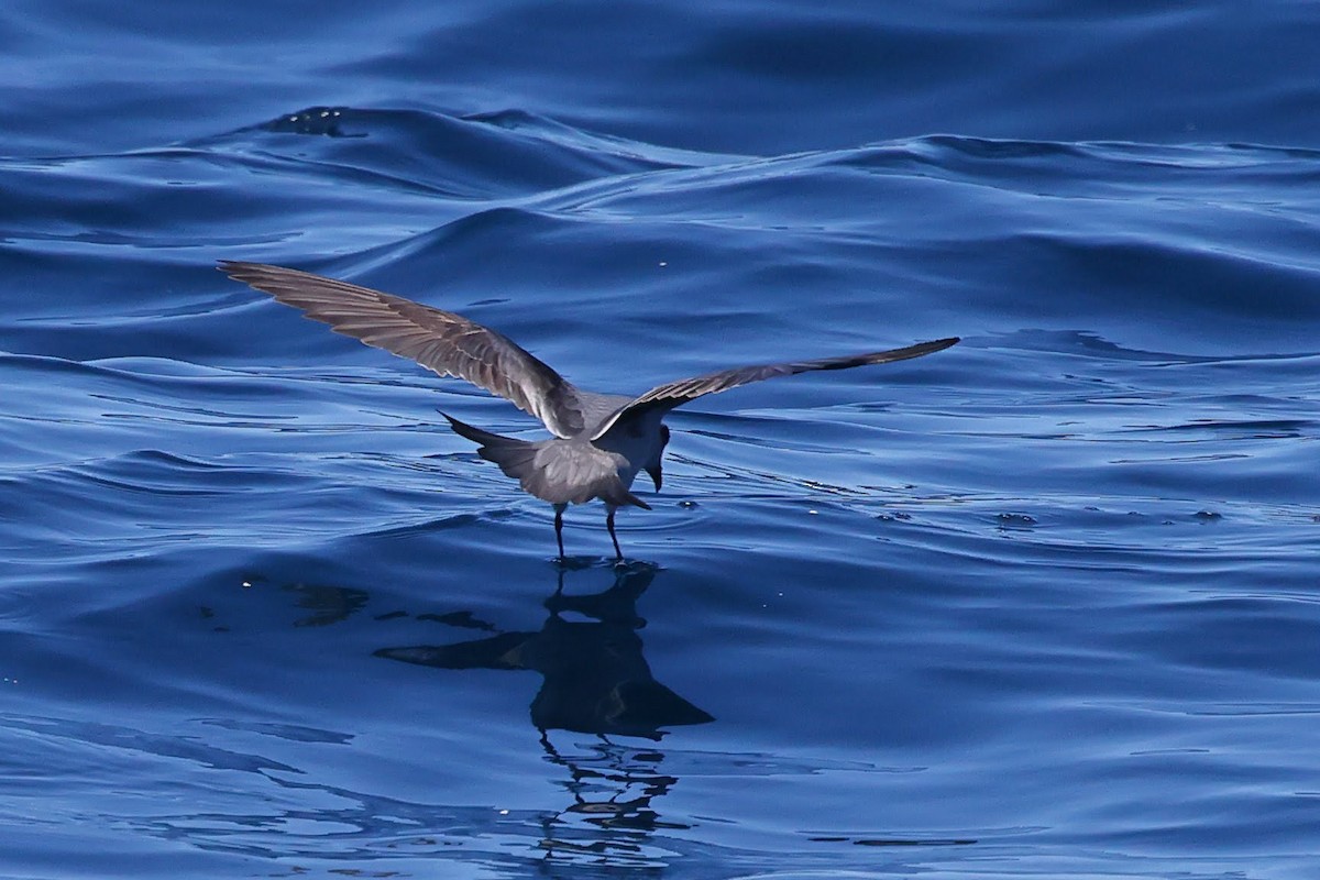 Fork-tailed Storm-Petrel - Keith Leland