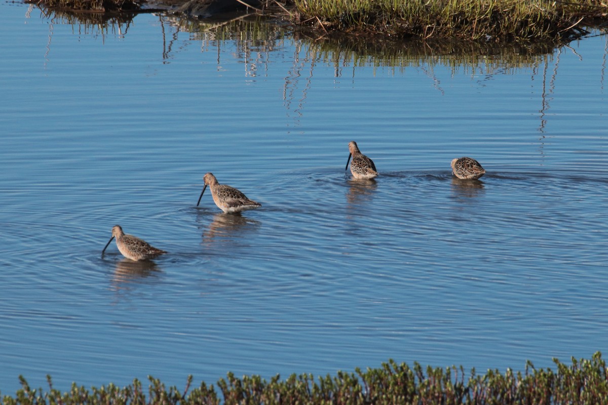 Short-billed Dowitcher - George Matz