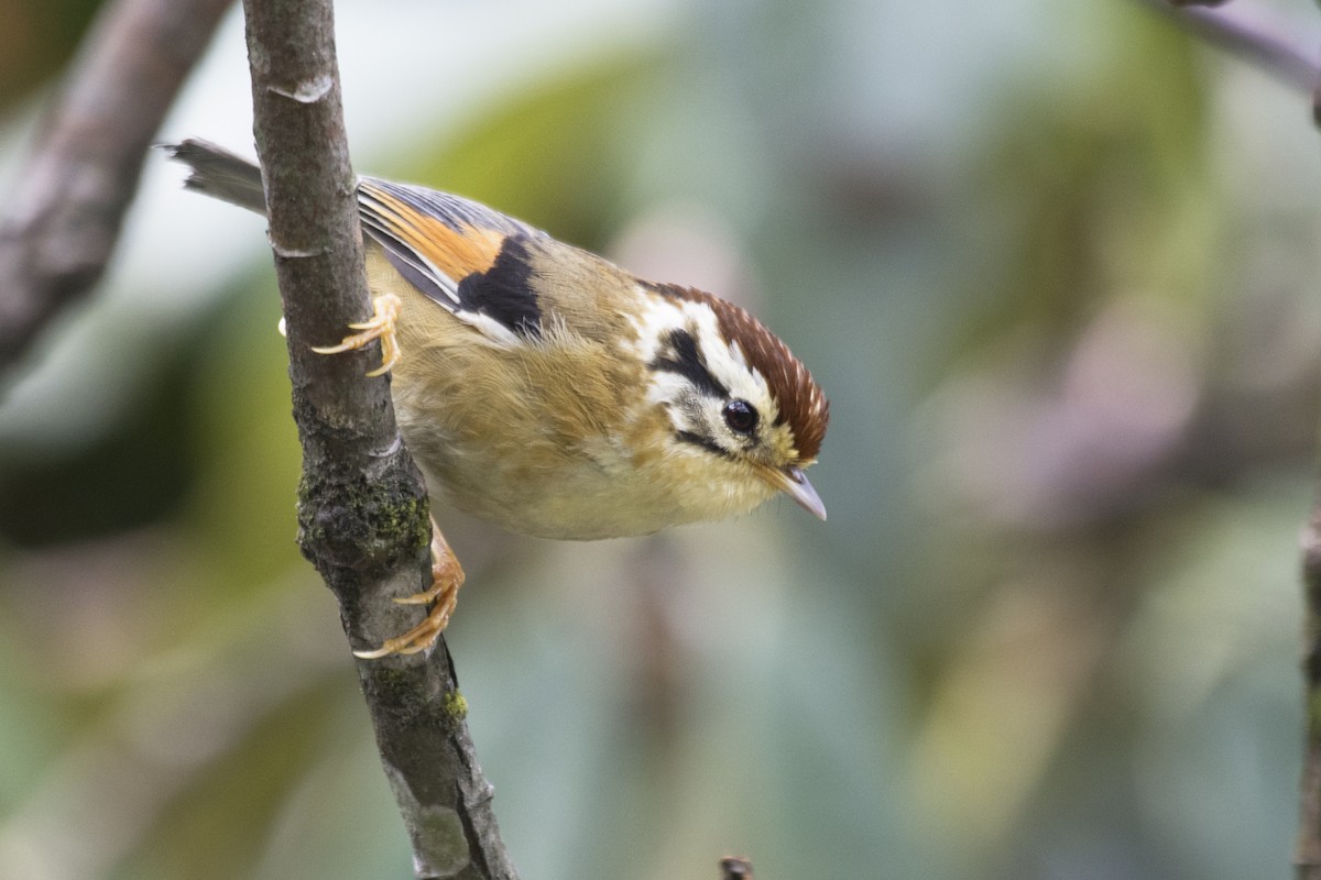 Rufous-winged Fulvetta - SOVON PARBAT